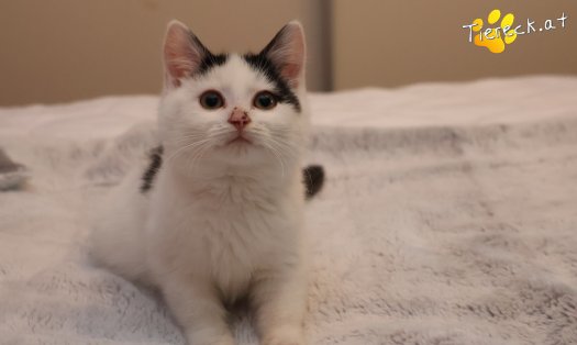 Katze Ella (Foto by Tiereck.at - Lavanttaler Tierhilfe)