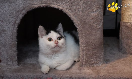 Katze Ella (Foto by Tiereck.at - Lavanttaler Tierhilfe)