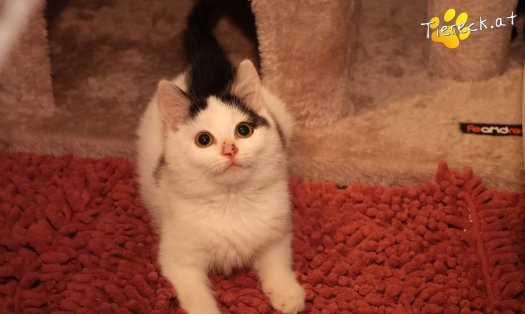 Katze Ella (Foto by Tiereck.at - Lavanttaler Tierhilfe)