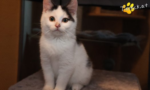 Katze Ella (Foto by Tiereck.at - Lavanttaler Tierhilfe)