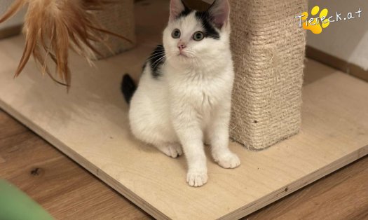 Katze Ella (Foto by Tiereck.at - Lavanttaler Tierhilfe)