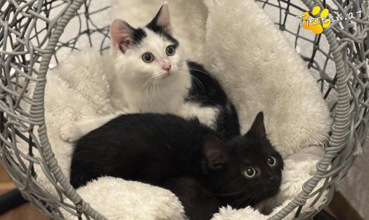 Katze Ella (Foto by Tiereck.at - Lavanttaler Tierhilfe)