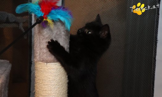 Katze Ben (Foto by Tiereck.at - Lavanttaler Tierhilfe)