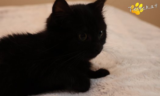 Katze Ben (Foto by Tiereck.at - Lavanttaler Tierhilfe)