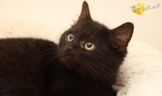 Katze Ben (Foto by Tiereck.at - Lavanttaler Tierhilfe)