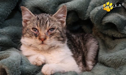 Katze Floki (Foto by Tiereck.at - Lavanttaler Tierhilfe)