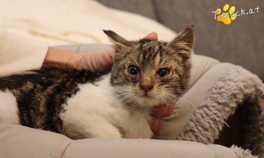 Katze Floki (Foto by Tiereck.at - Lavanttaler Tierhilfe)