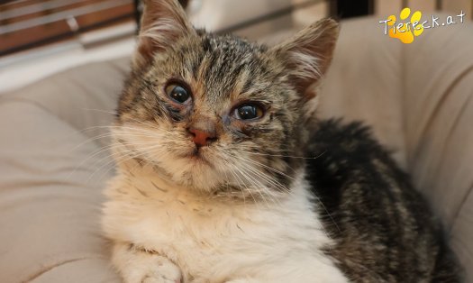 Katze Floki (Foto by Tiereck.at - Lavanttaler Tierhilfe)