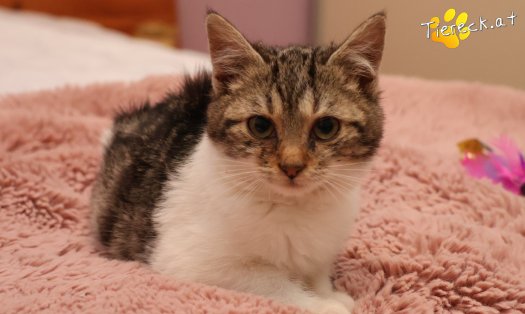 Katze Floki (Foto by Tiereck.at - Lavanttaler Tierhilfe)