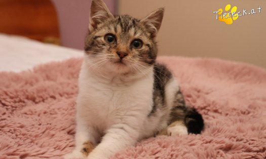 Katze Floki (Foto by Tiereck.at - Lavanttaler Tierhilfe)