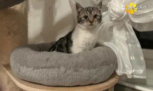 Katze Floki (Foto by Tiereck.at - Lavanttaler Tierhilfe)