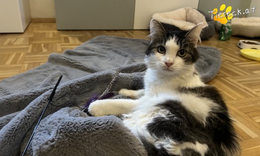 Katze Elio (Foto by Tiereck.at - Lavanttaler Tierhilfe)