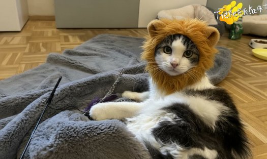 Katze Elio (Foto by Tiereck.at - Lavanttaler Tierhilfe)