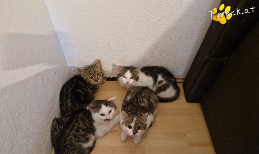 Katze Luna (Foto by Tiereck.at - Lavanttaler Tierhilfe)