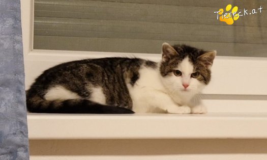 Katze Scott (Foto by Tiereck.at - Lavanttaler Tierhilfe)