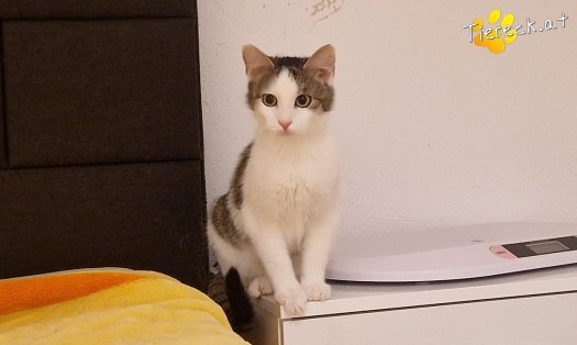 Katze Scottlyn (Foto by Tiereck.at - Lavanttaler Tierhilfe)