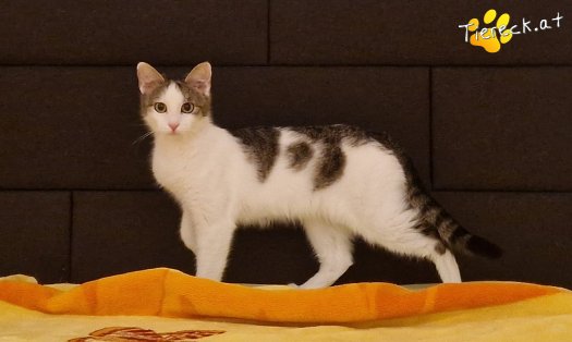 Katze Scottlyn (Foto by Tiereck.at - Lavanttaler Tierhilfe)