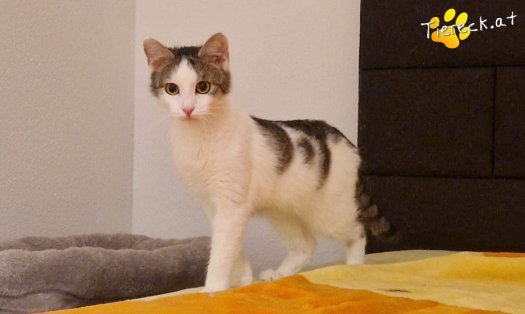 Katze Scottlyn (Foto by Tiereck.at - Lavanttaler Tierhilfe)