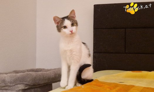 Katze Scottlyn (Foto by Tiereck.at - Lavanttaler Tierhilfe)