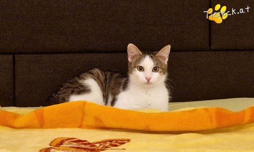 Katze Scottlyn (Foto by Tiereck.at - Lavanttaler Tierhilfe)