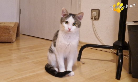 Katze Scottlyn (Foto by Tiereck.at - Lavanttaler Tierhilfe)