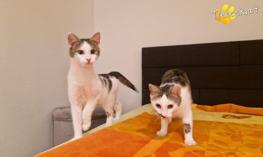 Katze Scottlyn (Foto by Tiereck.at - Lavanttaler Tierhilfe)