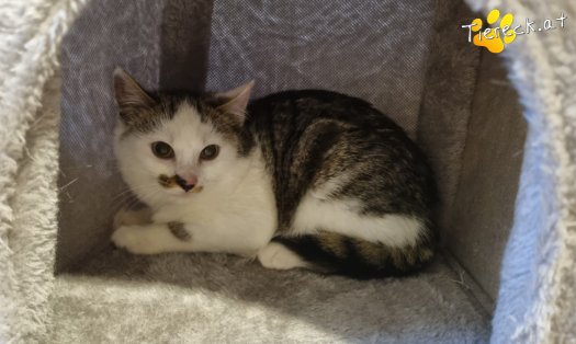 Katze Skidmark (Foto by Tiereck.at - Lavanttaler Tierhilfe)