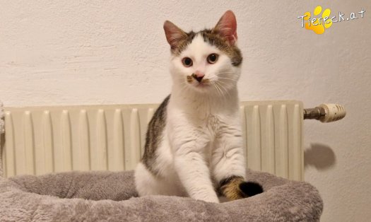 Katze Skidmark (Foto by Tiereck.at - Lavanttaler Tierhilfe)