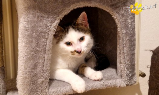 Katze Skidmark (Foto by Tiereck.at - Lavanttaler Tierhilfe)