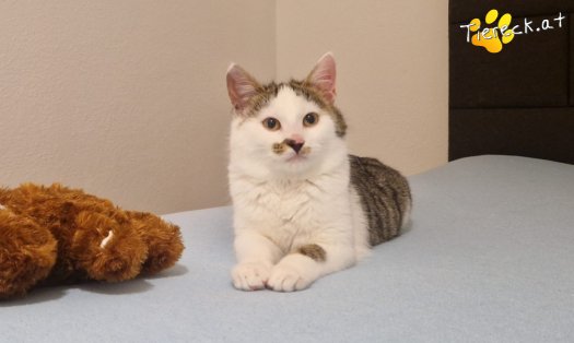 Katze Skidmark (Foto by Tiereck.at - Lavanttaler Tierhilfe)