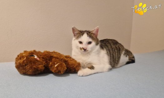 Katze Skidmark (Foto by Tiereck.at - Lavanttaler Tierhilfe)