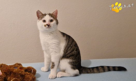 Katze Skidmark (Foto by Tiereck.at - Lavanttaler Tierhilfe)