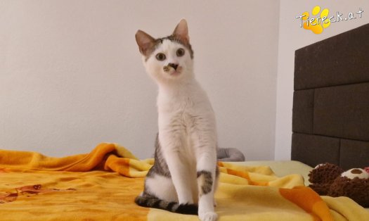 Katze Skidmark (Foto by Tiereck.at - Lavanttaler Tierhilfe)