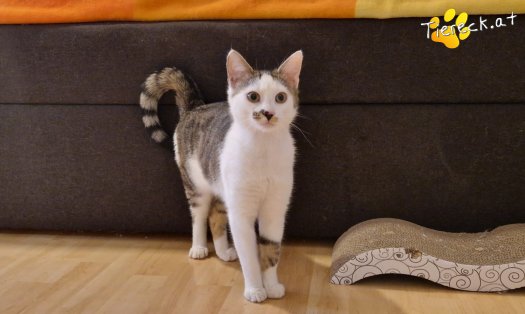 Katze Skidmark (Foto by Tiereck.at - Lavanttaler Tierhilfe)