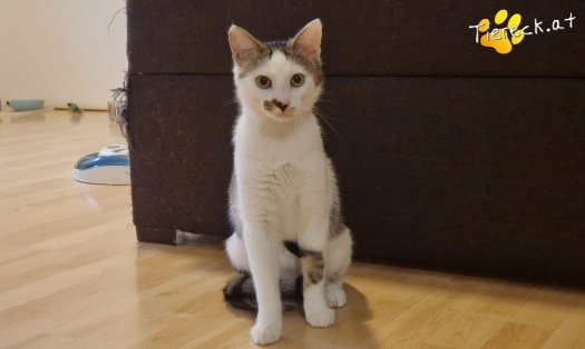 Katze Skidmark (Foto by Tiereck.at - Lavanttaler Tierhilfe)