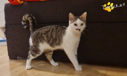 Katze Skidmark (Foto by Tiereck.at - Lavanttaler Tierhilfe)