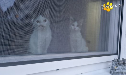 Katze Skidmark (Foto by Tiereck.at - Lavanttaler Tierhilfe)
