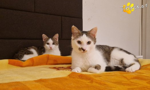 Katze Skidmark (Foto by Tiereck.at - Lavanttaler Tierhilfe)