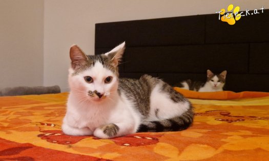 Katze Skidmark (Foto by Tiereck.at - Lavanttaler Tierhilfe)