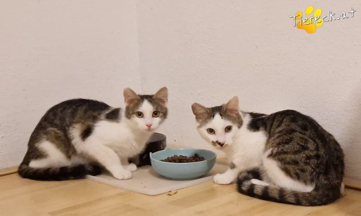 Katze Skidmark (Foto by Tiereck.at - Lavanttaler Tierhilfe)