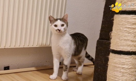Katze Skidmark (Foto by Tiereck.at - Lavanttaler Tierhilfe)