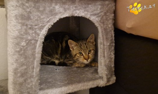 Katze Finn (Foto by Tiereck.at - Lavanttaler Tierhilfe)