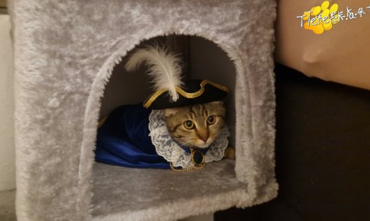 Katze Finn (Foto by Tiereck.at - Lavanttaler Tierhilfe)