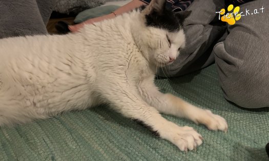 Katze Giant (Foto by Tiereck.at - Lavanttaler Tierhilfe)