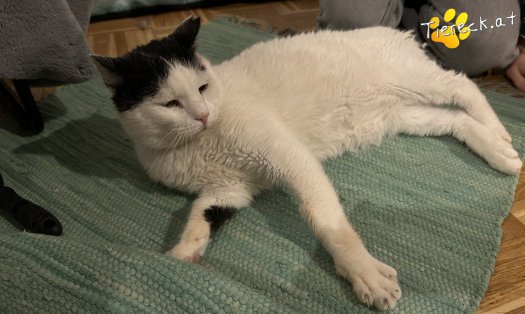 Katze Giant (Foto by Tiereck.at - Lavanttaler Tierhilfe)