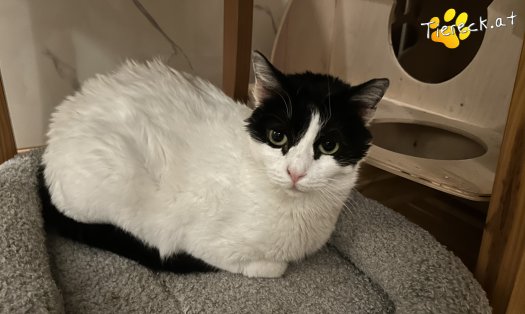 Katze Nele (Foto by Tiereck.at - Lavanttaler Tierhilfe)