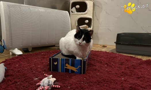 Katze Nele (Foto by Tiereck.at - Lavanttaler Tierhilfe)