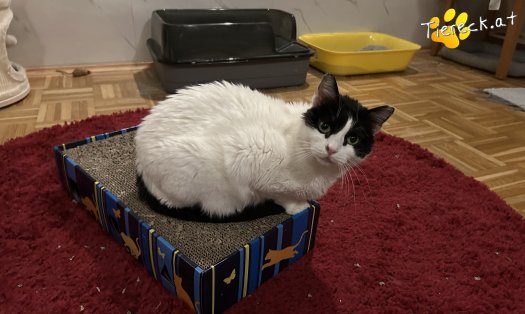 Katze Nele (Foto by Tiereck.at - Lavanttaler Tierhilfe)