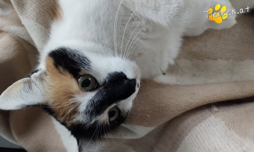 Katze Mami (Foto by Tiereck.at - Lavanttaler Tierhilfe)