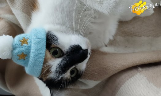 Katze Mami (Foto by Tiereck.at - Lavanttaler Tierhilfe)